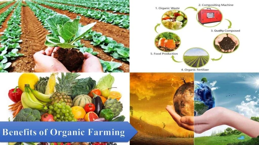 Top 10 Large Organic Farming Companies In World